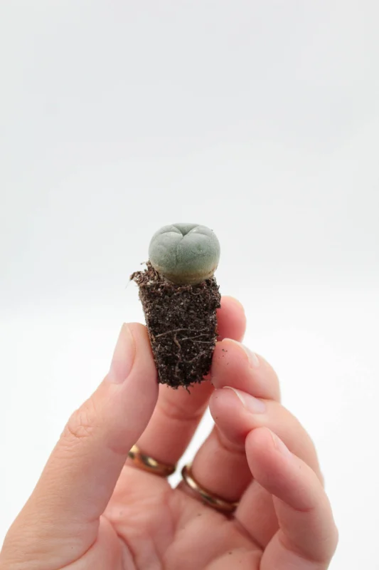 LOPHOPHORA WILLIAMSII SEEDLING