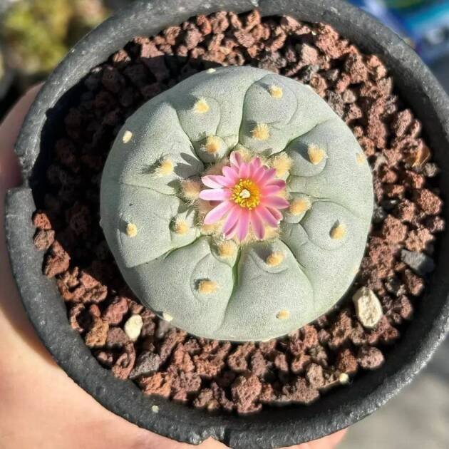Lophophora Williamsii