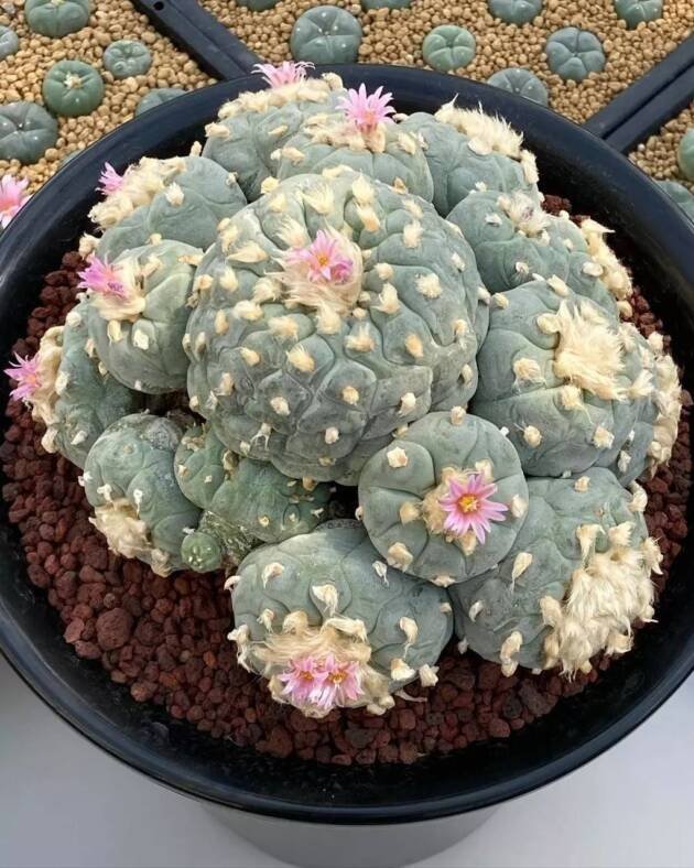 Lophophora Williamsii Cristata