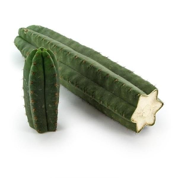 peyote vs san pedro cactus