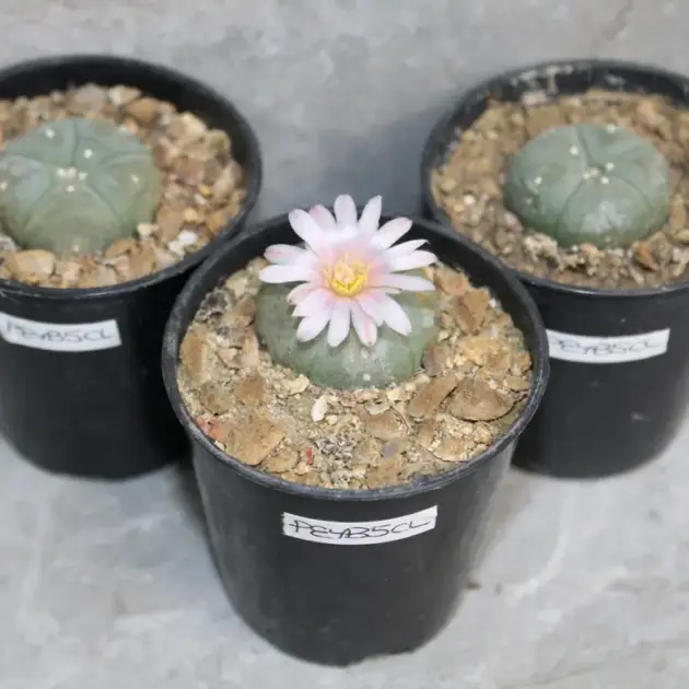how does peyote grow