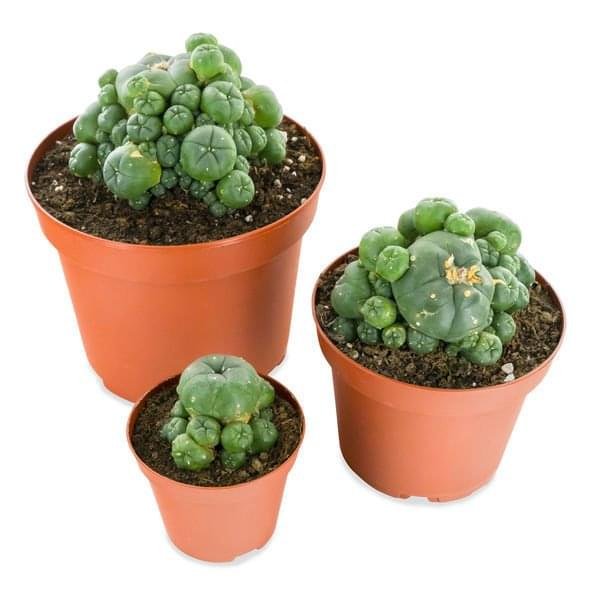 peyote spiritual experience