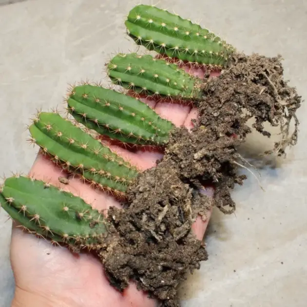 what is peyote cactus