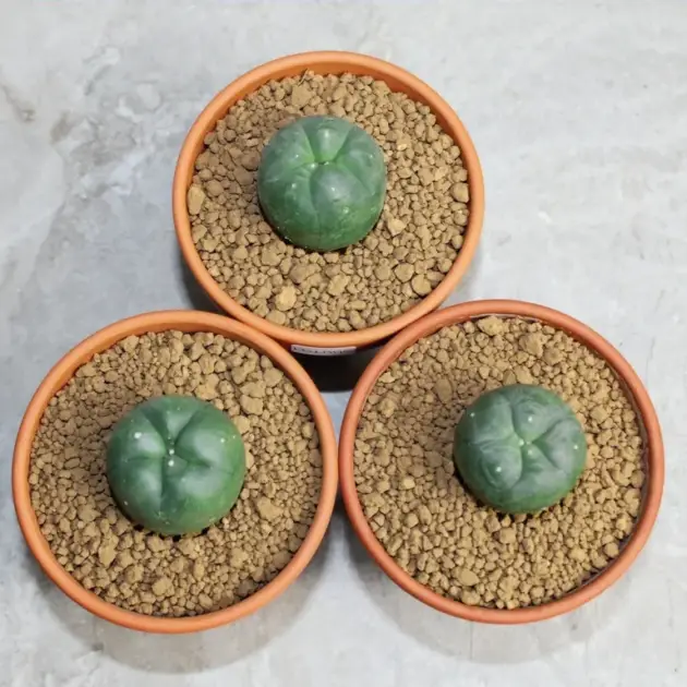 history of peyote use