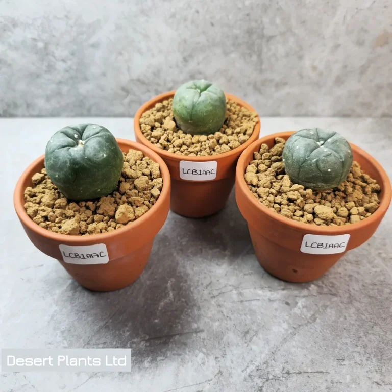 peyote cactus near me